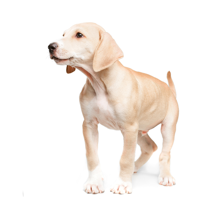 dog image